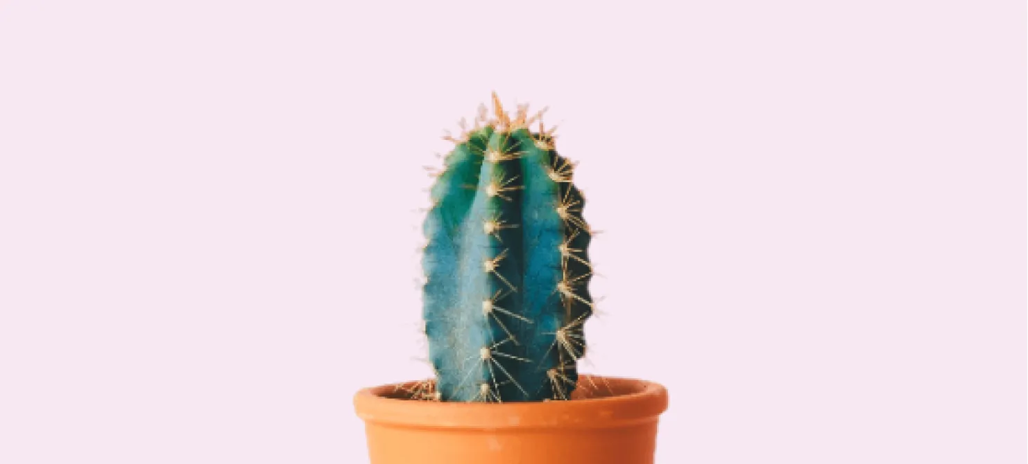 A beautiful cactus plant in a pot.
